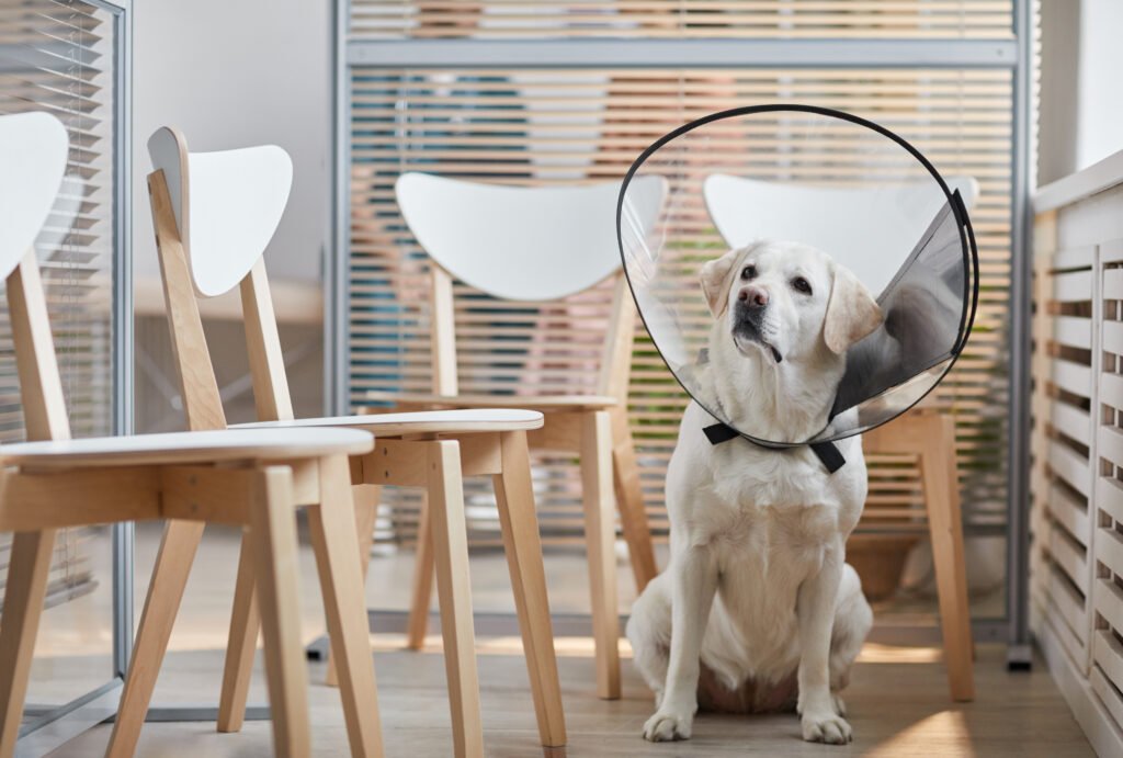 imagen de perro con collarín