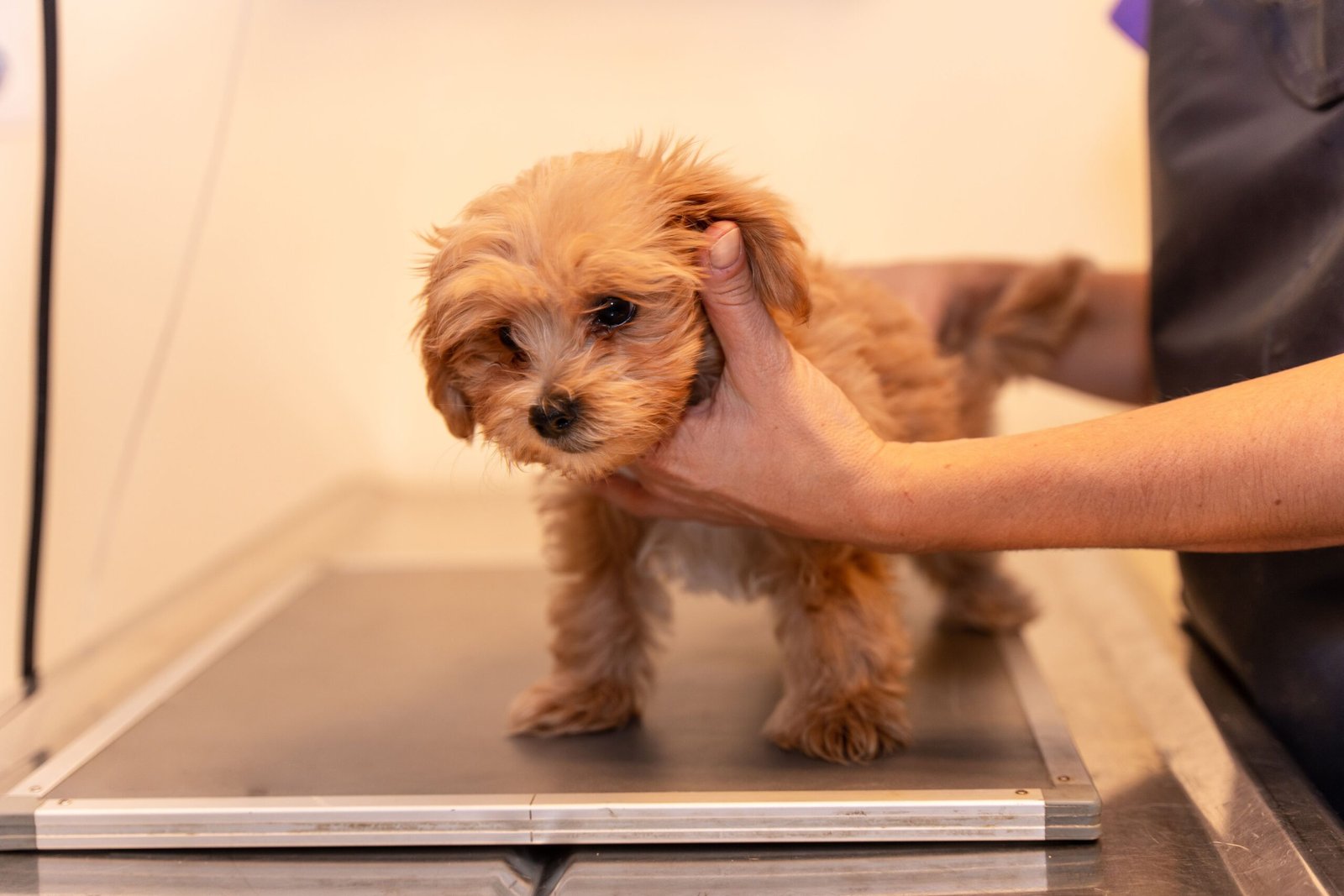 Un pequeño cachorro de color marrón claro siendo sujetado suavemente por la mano de una persona mientras está de pie sobre una mesa de examen metálica.