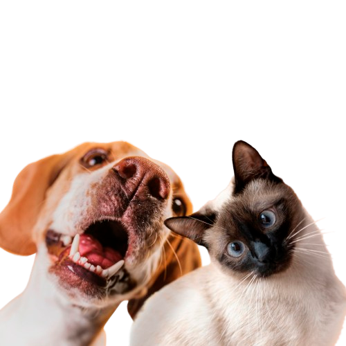 Un perro marrón y blanco alegre con la boca abierta junto a un gato siamés curioso de ojos azules, ambos mirando directamente a la cámara.