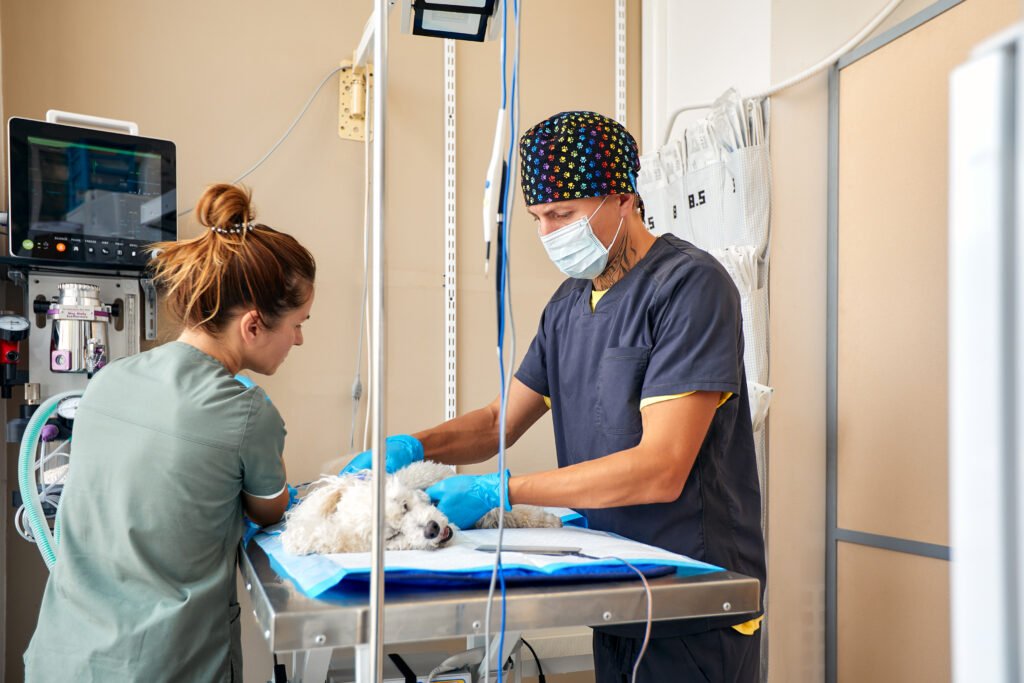 proceso de Cirugía veterinaria en Córdoba
