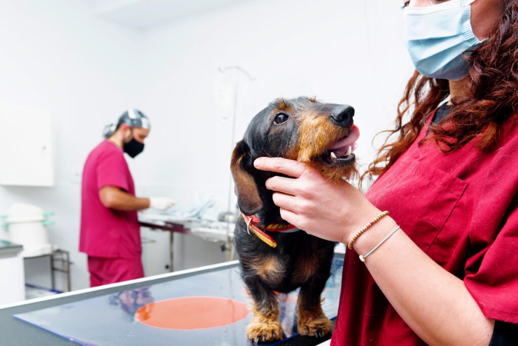 Odontología para mascotas