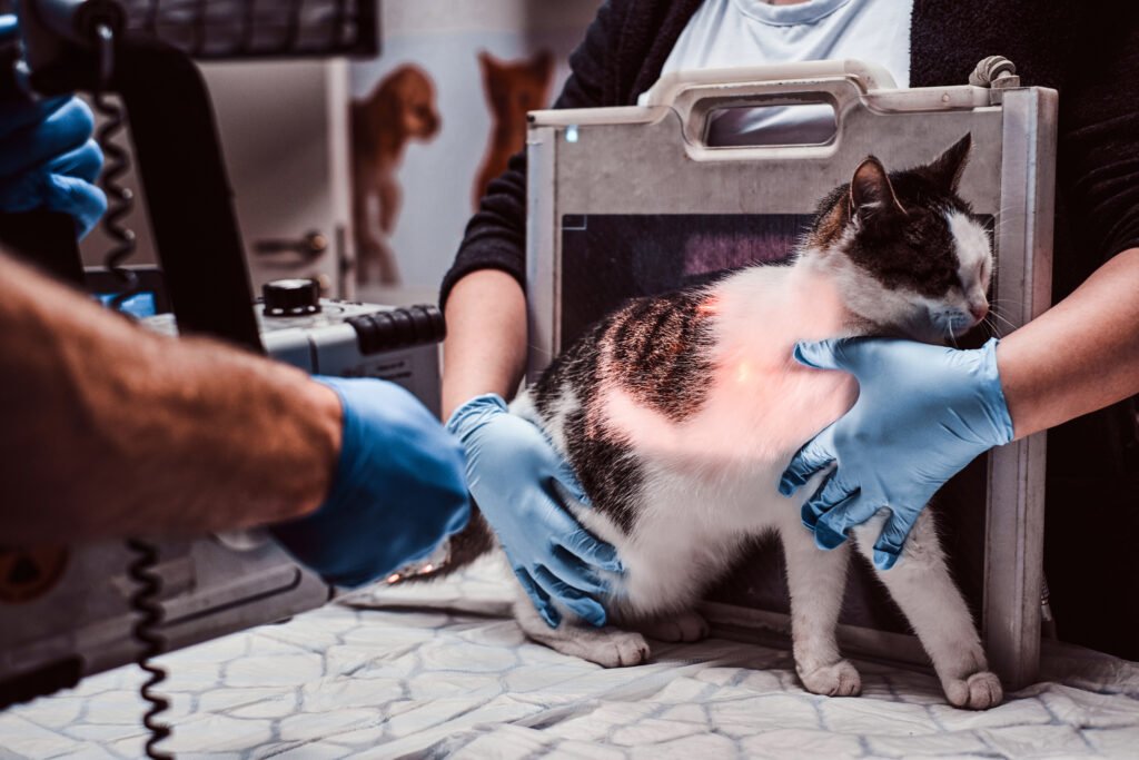 radiografía a gato