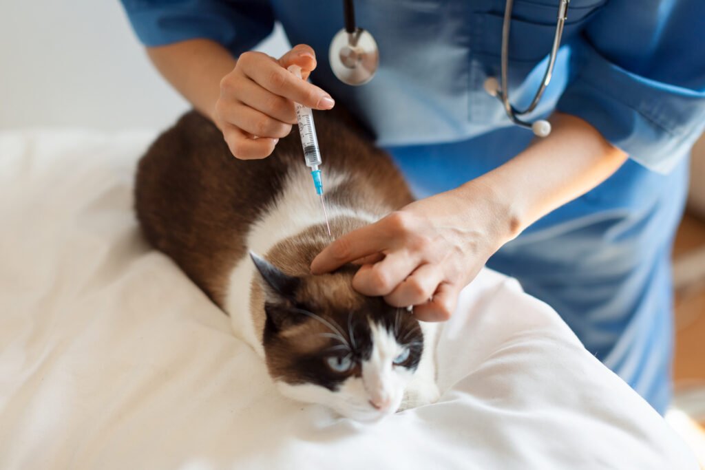 imagen vacunando a un gato
